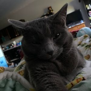 Meet your Posher, Phoebe